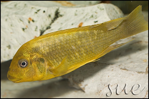 Petrochromis ephippium 'Mabilibili'